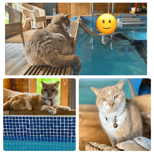 Sleepy cats and nervous swimmers